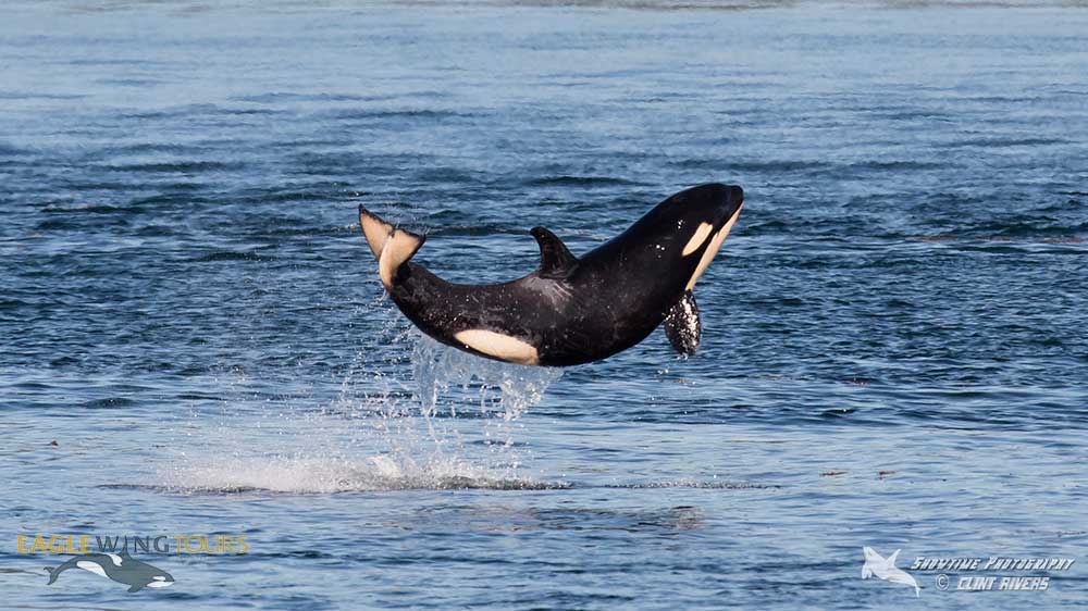Scarlet, Southern Resident Orca